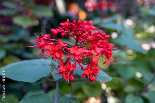 Red clerodendrum buchananii flowers in botalical garden photo