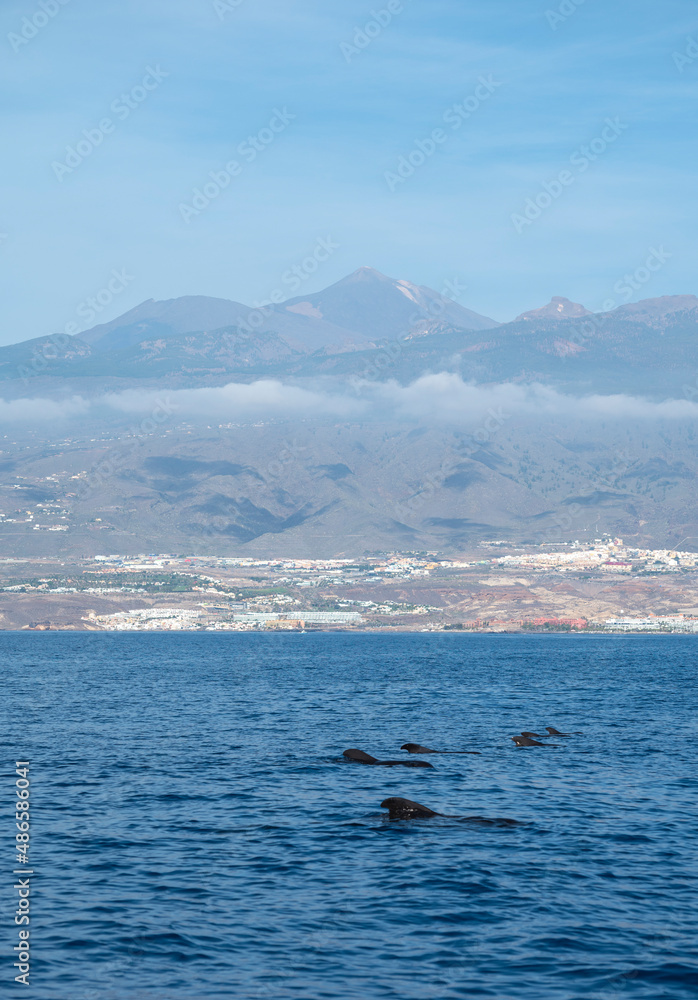 Whales watching from boat, spotted family of whales near coast of Tenerife, Canary islands, Spain