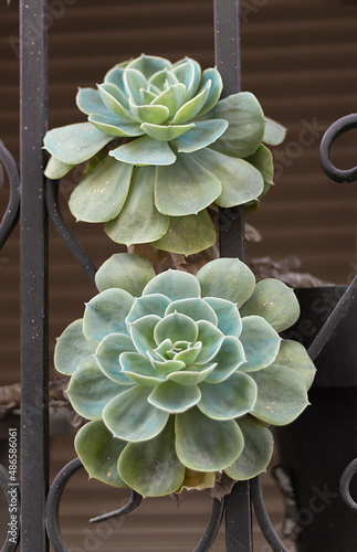 Dos flores de la planta grasa  Echevaria elegans , en una ventana photo