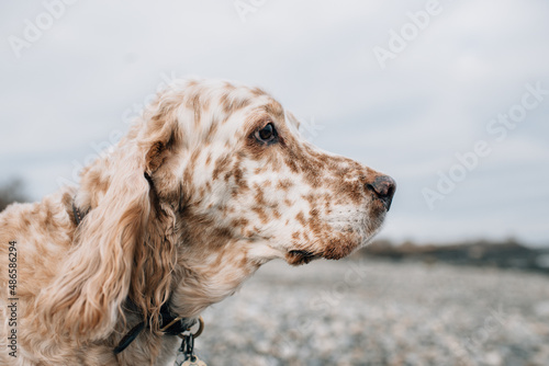 Profile Portrait of Orange Belton English Setter Dog photo