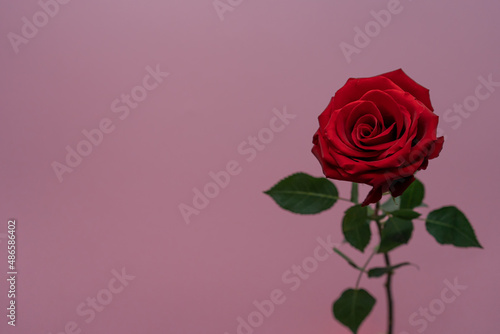 Beautiful red rose on the pink background