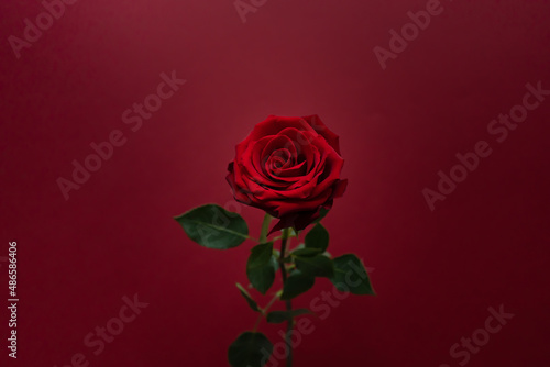 Beautiful red rose on the red background