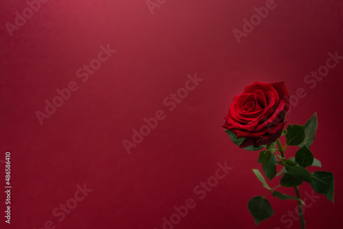 Beautiful red rose on the red background