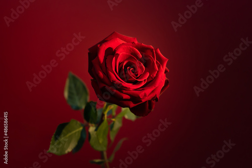 Beautiful red rose on the red background