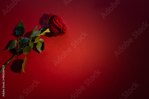 Beautiful red rose on the red background