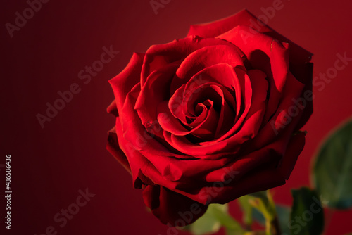 Close up of beautiful red rose on the red background
