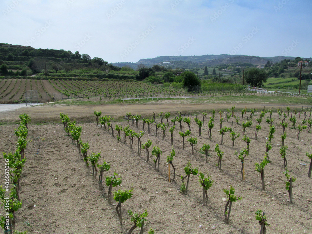 Young vineyard in Cyprus