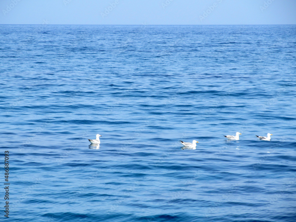 Gulls resting on the sea Gulls resting on the sea