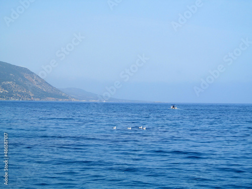 Sea gulls resting 