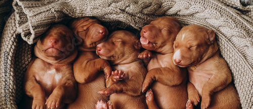 Five puppies of children lie together and sleep. A litter of newborn adorable Cirneco dell'Etna puppies fall asleep on a knitted sweater. photo