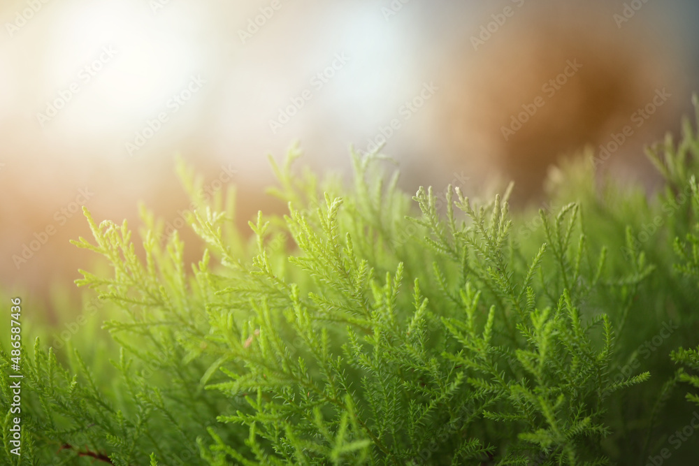 Abstract green background with green plant