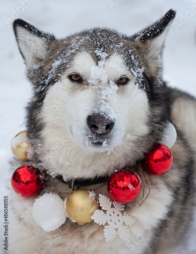 A portrait of a cute and funny malamute with a New Year necklace