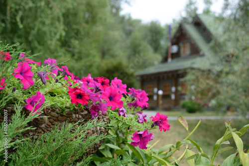 Pink flowers in a pot on the background of a wooden house © Viktoriia Pletska