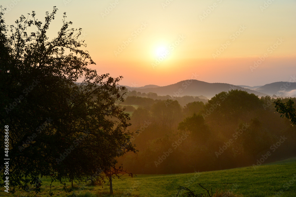 Fototapeta premium Landscape with trees in the light of the rising sun