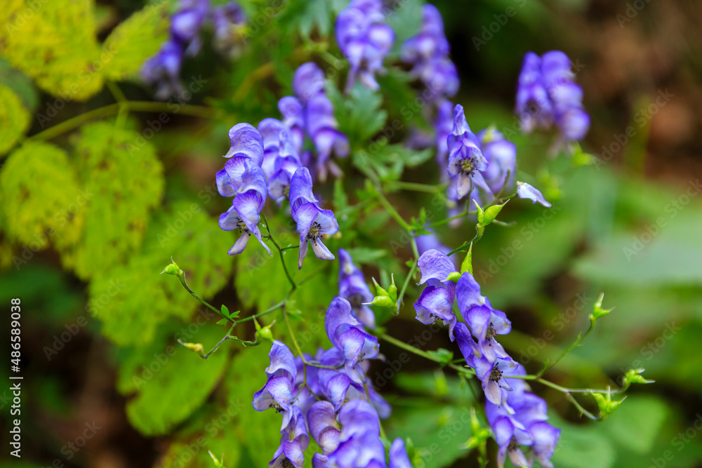 blue blooming flowers on a hiking trail Triglav NP, Slovenia blue blooming flowers on a hiking trail Triglav NP, Slovenia