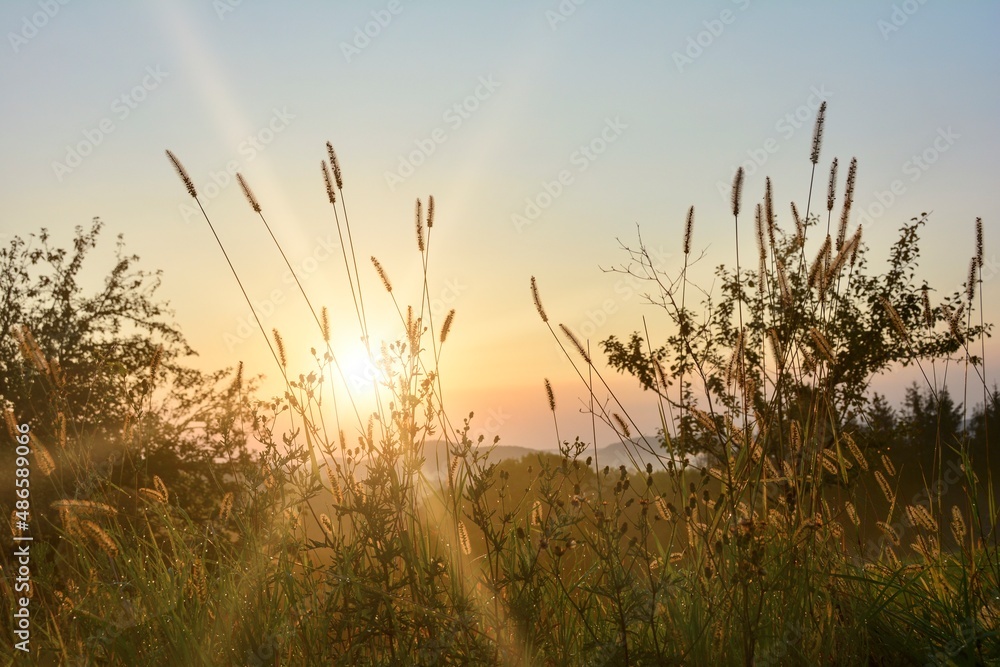Obraz premium Tall grasses in the light of the rising sun