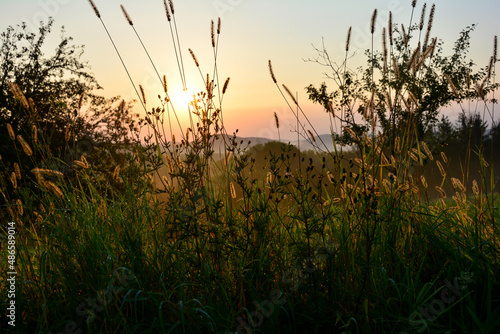 Tall green grasses in the light of the rising sun in nature