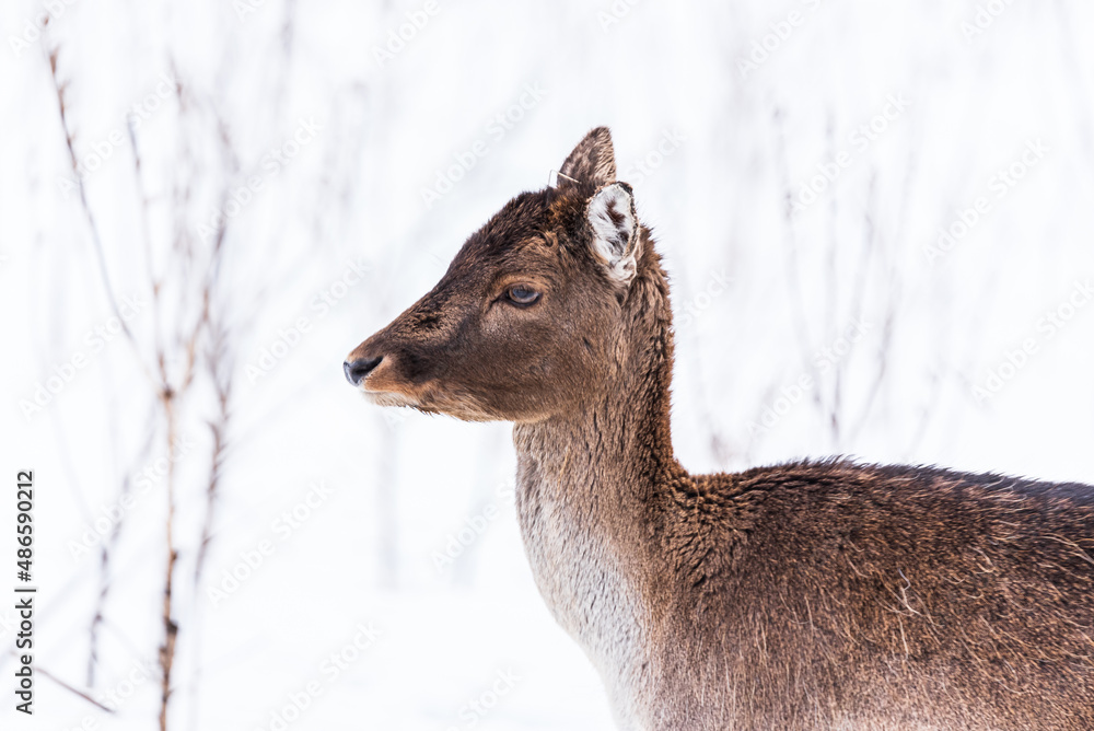 Fallow deer (dama dama) in winter day.