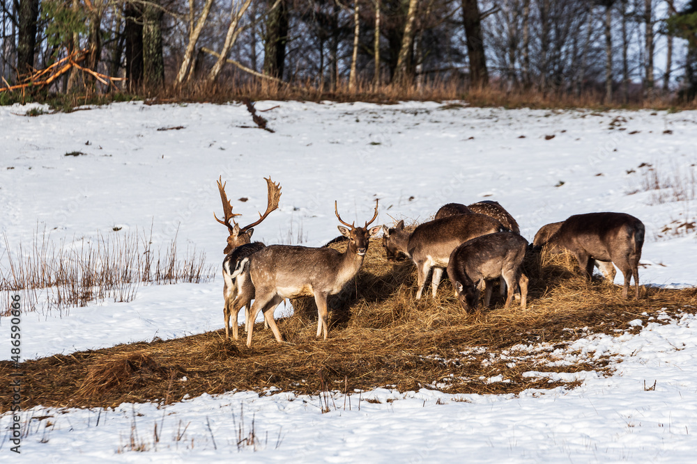 Fallow deers (dama dama) in winter day. Fallow deers (dama dama) in winter day.