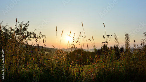Grasses in the light of the rising sun © Claudia Evans 