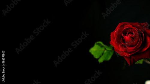 Bright red rose in dark room. From above red rose with green leaves and red petals on black background