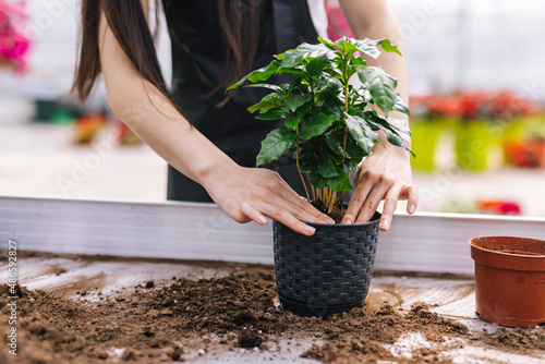 Faceless worker planting greenery plant in pot 