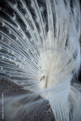 A white male peacock magnificent tail photo