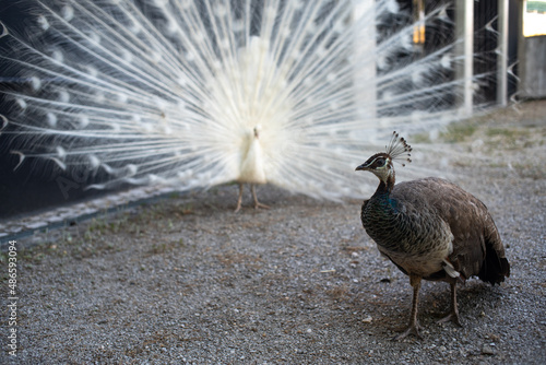 A peacock and a peahen in courtship