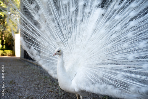 A white peacock posing for the camera with a full tail photo