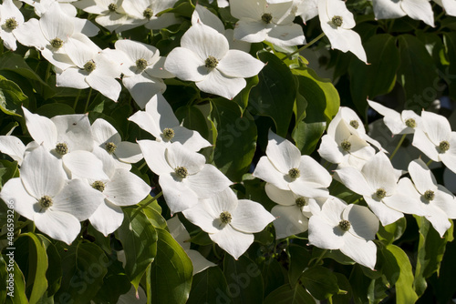 Hartriegel, cornus venus Strauch mit weißen Blüten Blättern photo