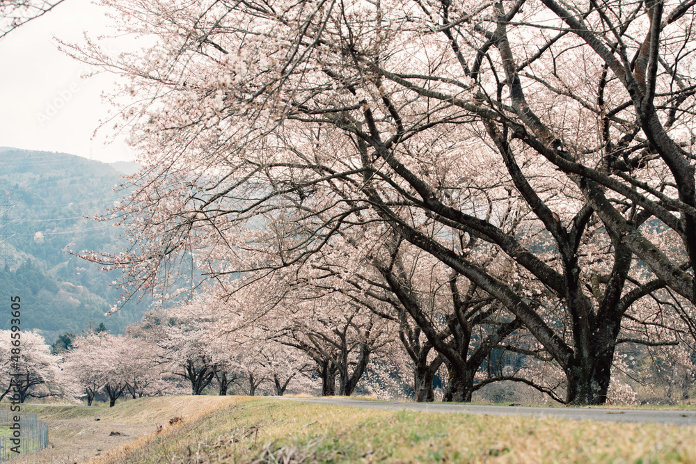 Amazing view of cherry blossom trees Amazing view of cherry blossom trees