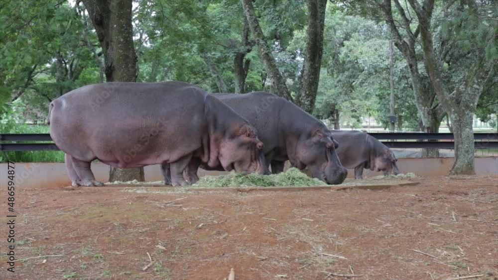 Hippos on the ground outside the lake , feeding on grass. In close-up video Hippos on the ground outside the lake , feeding on grass. In close-up video