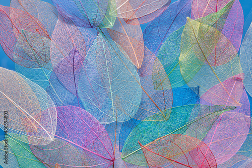 Autumnal composition of transparent colorful leaves photo
