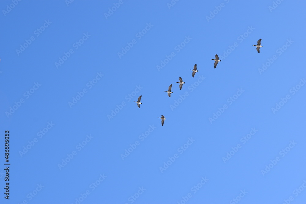 Birds flock Birds flock