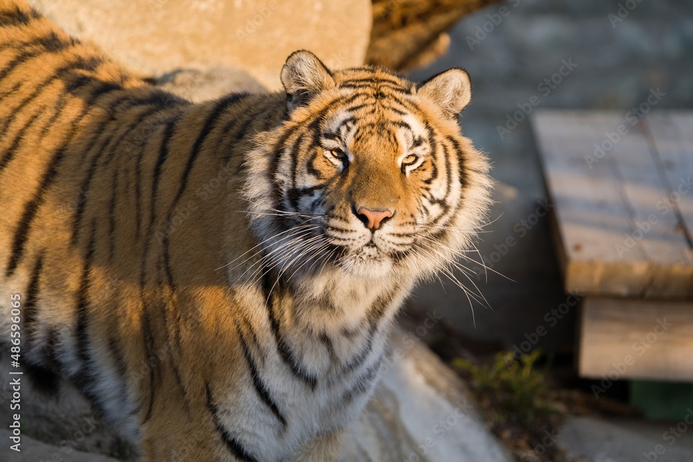 Obraz premium A male of a Bengal tiger is looking into the camera.