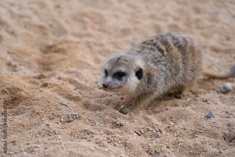 Fototapeta premium A meerkat crawling on a sand, with only her head focused.