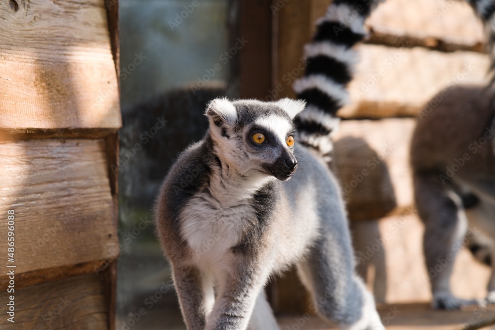Fototapeta premium A lemur catta in front of a window looks near the camera. There is yet another lemur in the background.