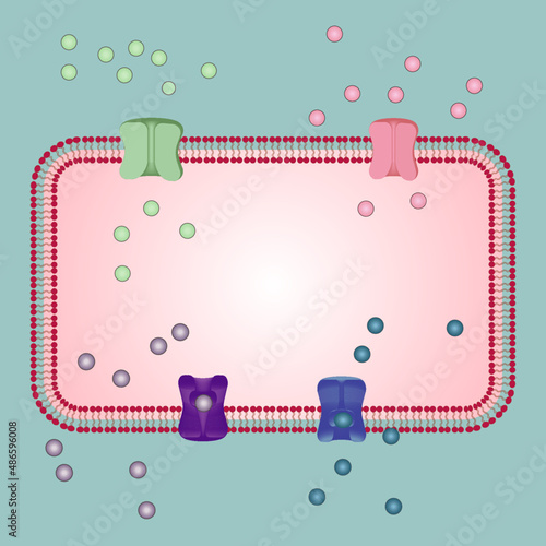 blank membrane protein diagram