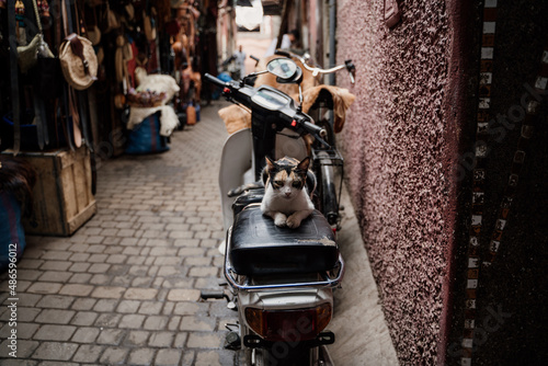 Cute cat on top of vintage motorbike in street market photo