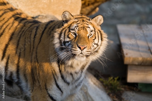 Fototapeta Naklejka Na Ścianę i Meble -  A male of a Bengal tiger is looking into the camera.