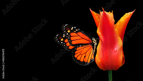 Canvas Print orange color in nature
