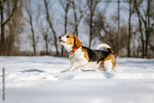 Fototapeta Naklejka Na Ścianę i Meble -  Beagle dog runs and plays in the winter forest on a Sunny frosty day