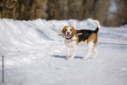 Beagle dog runs and plays in the winter forest on a Sunny frosty day © sushytska