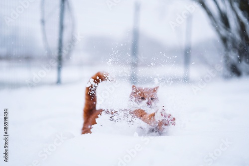 Cat enjoying the snow. Happy ginger cat catching the snow