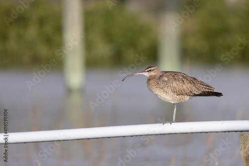 A whimbrel perched on a rail.  photo