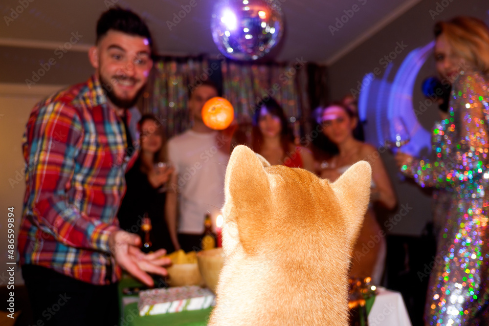 Playful with Mandarin and Dog Stock Photo Adobe Stock