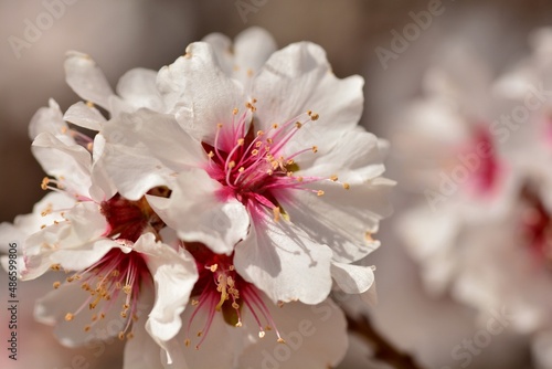 Detalle de varias flores de almendro en febrero