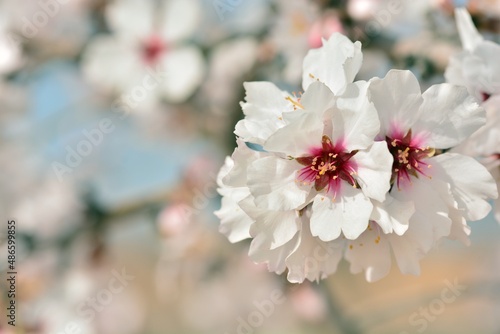 Slika na platnu Detalle de varias flores de almendro en febrero