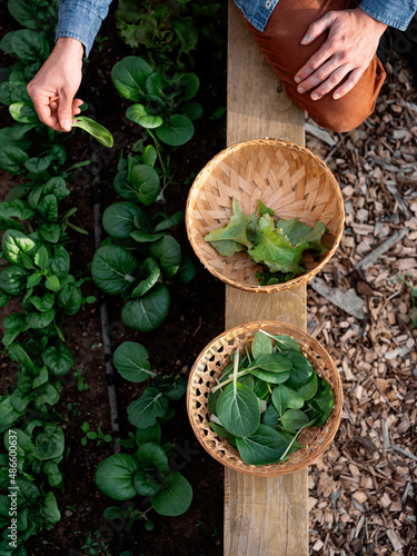A man harvests spinach from a raised bed garden and puts it into two baskets.