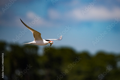 Royal Tern with Fish in Mouth